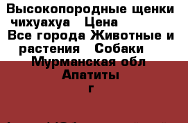 Высокопородные щенки чихуахуа › Цена ­ 25 000 - Все города Животные и растения » Собаки   . Мурманская обл.,Апатиты г.